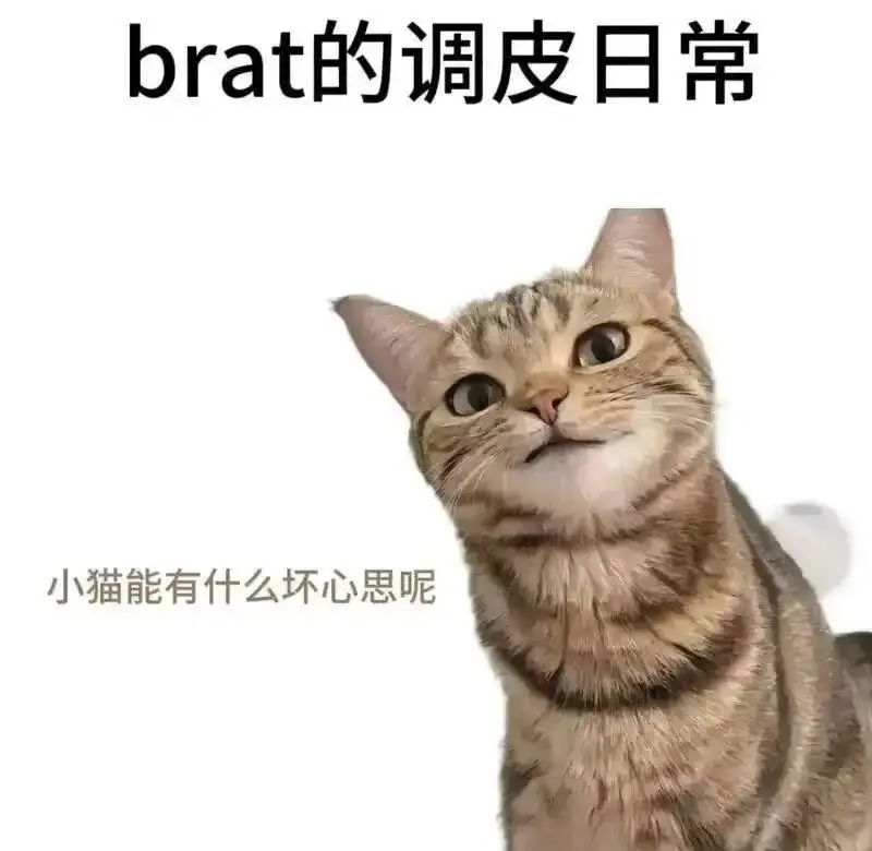 希望被主导者像宠物猫一样对待 。K8 是 BDSM 文化中宠物扮演(Pet Play)的一种 - 微信图片_20251203212836_109_19